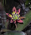 * Nomination Aechmea fasciata --Rhododendrites 05:47, 5 June 2018 (UTC) * Promotion  Support Good quality. --Granada 05:53, 5 June 2018 (UTC)