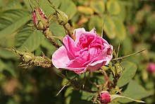 Bulgarian Rose.JPG