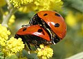 Kopulacja biedronek siedmiokropek (Coccinella septempunctata)