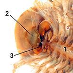 カブトエビ（甲殻類）の上唇（2）と大顎（3）