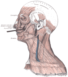 Musculuszygomaticusmajor.png