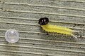 * Nomination: Newly hatched 1st instar caterpillar of Elymnias hypermnestra (Linnaeus, 1763) - Common Palmfly resting after eating empty egg cell (3) WLB --Anitava Roy 14:23, 4 September 2024 (UTC) * * Review needed