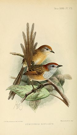 Pikkuemumaluri (Stipiturus ruficeps)