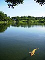 A large carp in the garden of Suizen-ji