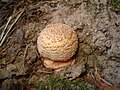 Amanita rubescens