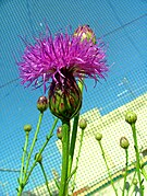 Centaurée de Malte - Cheirolophus crassifolius