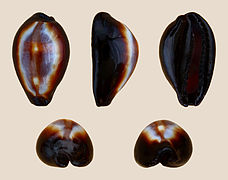 Erronea onyx (Onyx Cowry), Shell