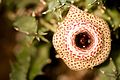 Huernia guttata