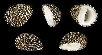 Nerita exuvia (Snake-skin nerite), shell