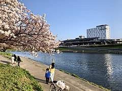 桜の季節の乙川河川敷