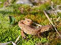 male, Photo by Kristian Peters