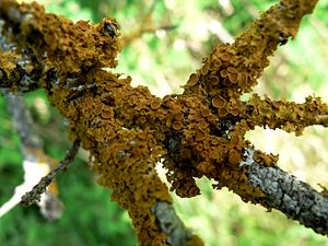 Къабыргъачы ксантория (Xanthoria parietina) — Teloschistaceae юйюрден агъач къотур