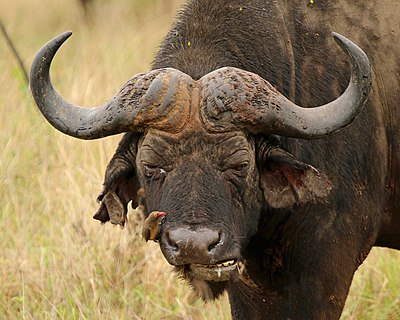 'n Rooibekrenostervoël (Buphagus erythrorhynchus) op 'n buffel (Syncerus caffer) in die Phinda-privaatwildreservaat, KwaZulu-Natal, Suid-Afrika.