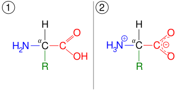 An amino acid, which shown in two ionization states. First, it is shown in the same arrangement as the lead image. This is the unionised form. It is also shown in the ionized form, after the carboxyl group has lost a hydrogen atom, which introduces a negative charge, and the amino group has gained a hydrogen, which introduces a positive charge.