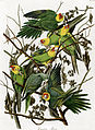 カロライナインコ Carolina Parakeet