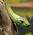 Kopf der grünen Mamba (Dendroaspis viridis)