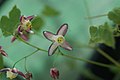 Epimedium x rubrum