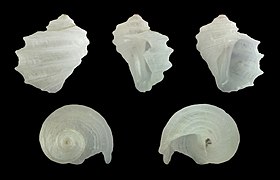 Fossarus ambiguus, adult shell