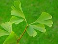 Des feuilles de ginkgo.