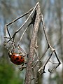 Ridgefield National Wildlife Refuge