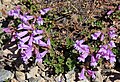 Timberline penstemon (Penstemon davidsonii)