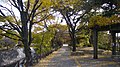 夙川公園 西岸遊歩道