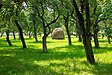 Streuobstwiese bei Darchau (A)