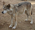 Canis lupus arabs (cat.)