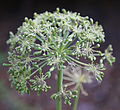 Angelica lineariloba seedhead PineCreek