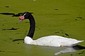 Black-necked swan