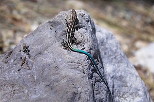 Anatololacerta finikensis