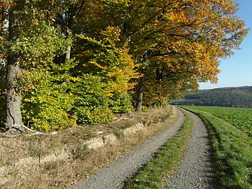 Beech trees in fall