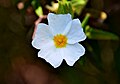 Cistus monspeliensis – Tournasol7