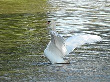 ailes du cygne