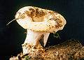 Lactarius resimus