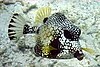 Smooth trunkfish