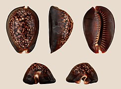 Mauritia mauritiana (Chocolate Cowry), Shell