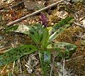 Orchis mascula