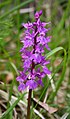 Orchis mascula subsp.speciosa Italy - Alpi Apuane