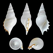 Rostellariella delicatula (Delicate Tibia), Shell