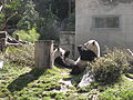 Giant pandas