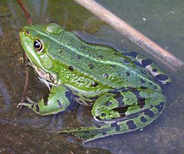 Kecskebéka (Rana esculenta)