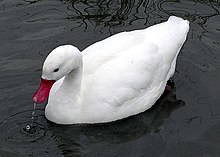 Le coscoroba blanc ou Coscoroba coscoroba est une espèce intermédiaire entre les cygnes et les oies. C'est un oiseau de grande taille (jusque 115 cm) au plumage entièrement blanc. Le bec est rouge vif.