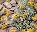 Sulfur flower (Eriogonum umbellatum) cushion of leaves and flowers