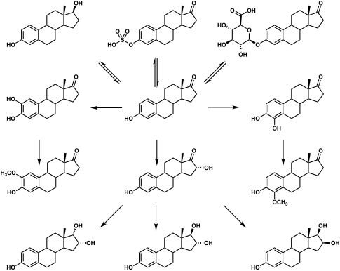 Graphic of the metabolic pathways of estradiol in humans