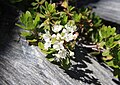 Labrador tea (Ledum glandulosum) close