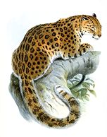 Illustration zoologique de la Zoological Society of London (1862).