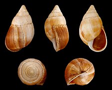 Leucotaenius favannii (Favanne's False Achatina), Shell