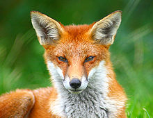 Rubah merah (Vulpes vulpes)