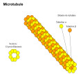 Constituants d'un microtubule.